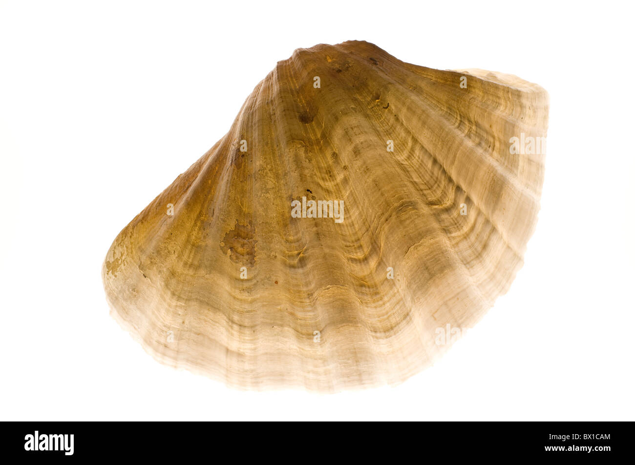 Riesenmuschel Tridacna gigas Stockfoto