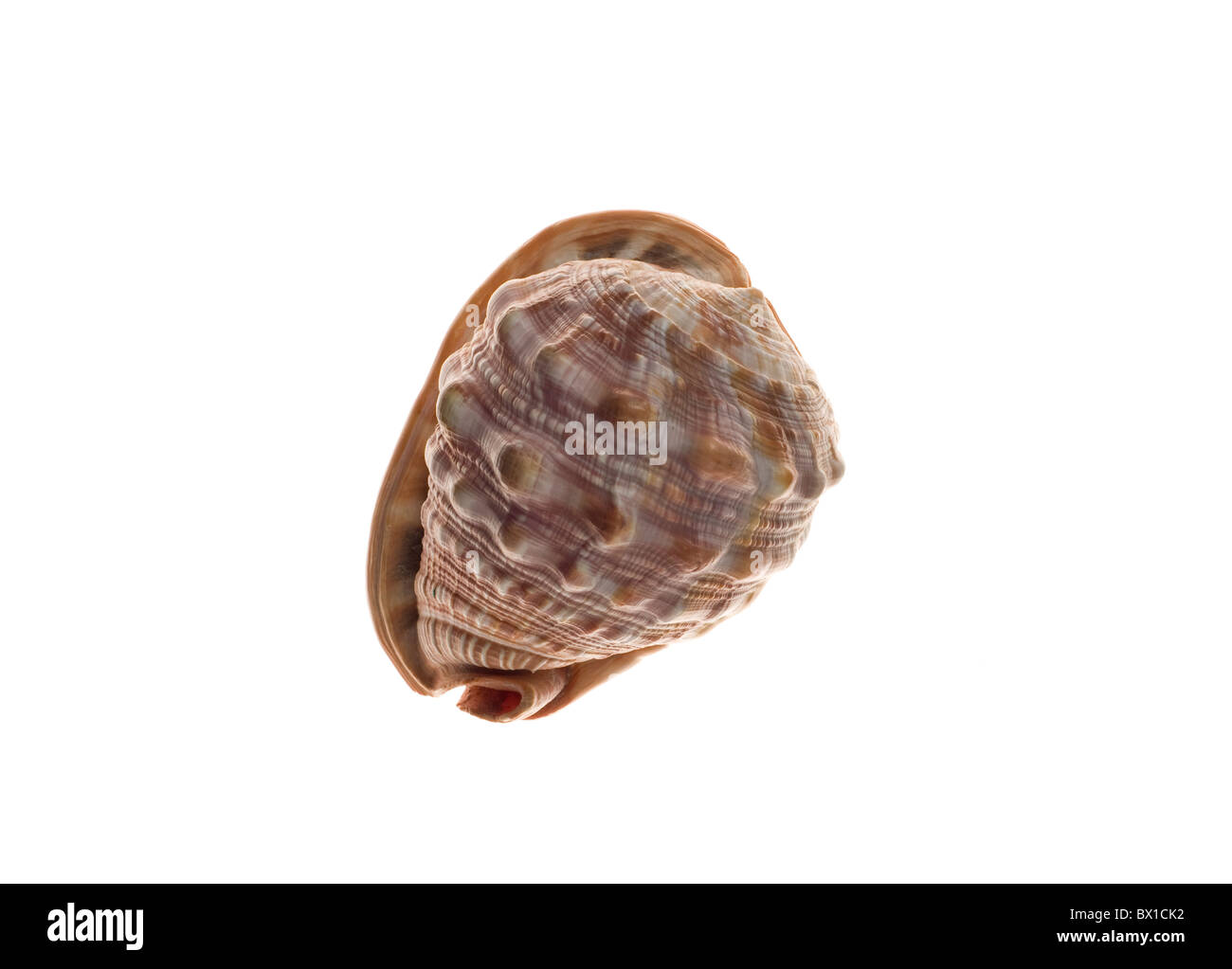 König Helm Seashell Stockfoto