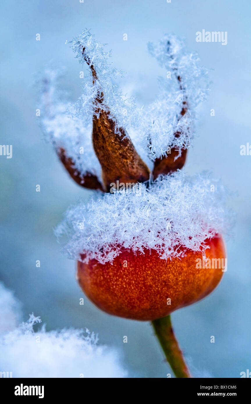 Nahaufnahme einer Rose Hüfte im Schnee gekrönt. UK Stockfoto