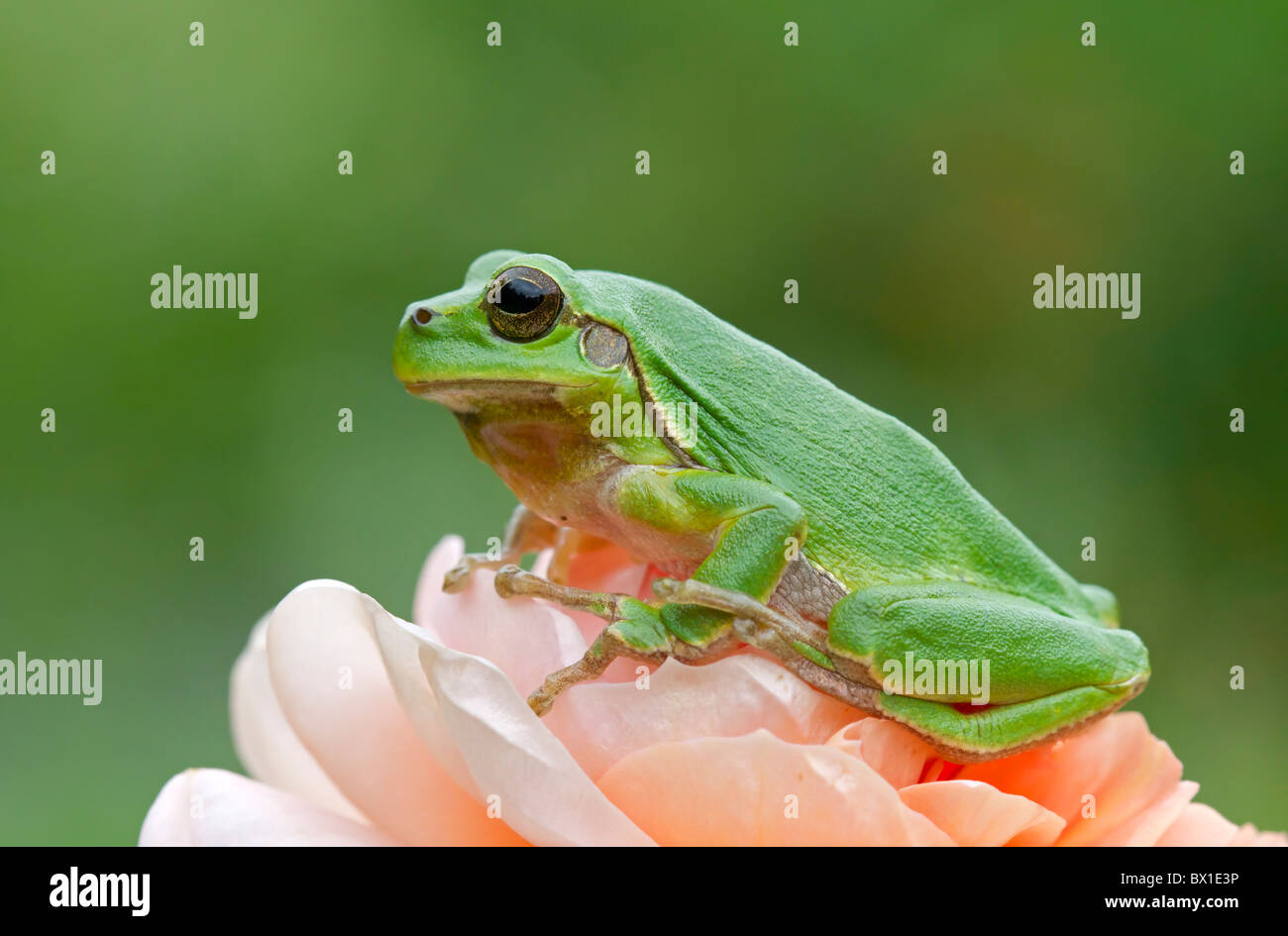 Laubfrosch sitzt auf einer Rose - Hyla arborea Stockfoto