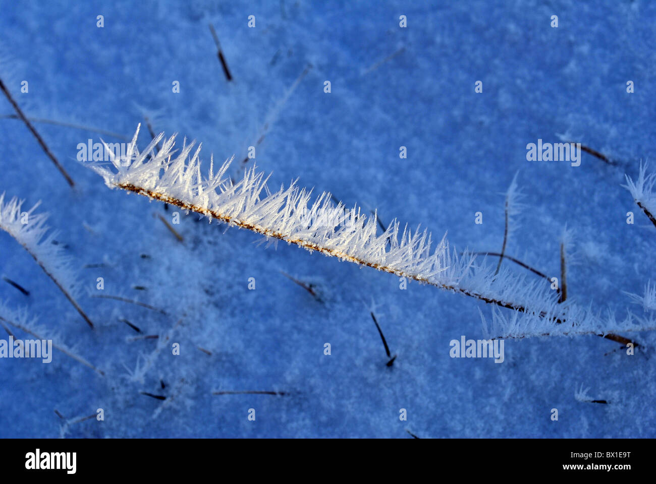 Eiskristalle Stockfoto