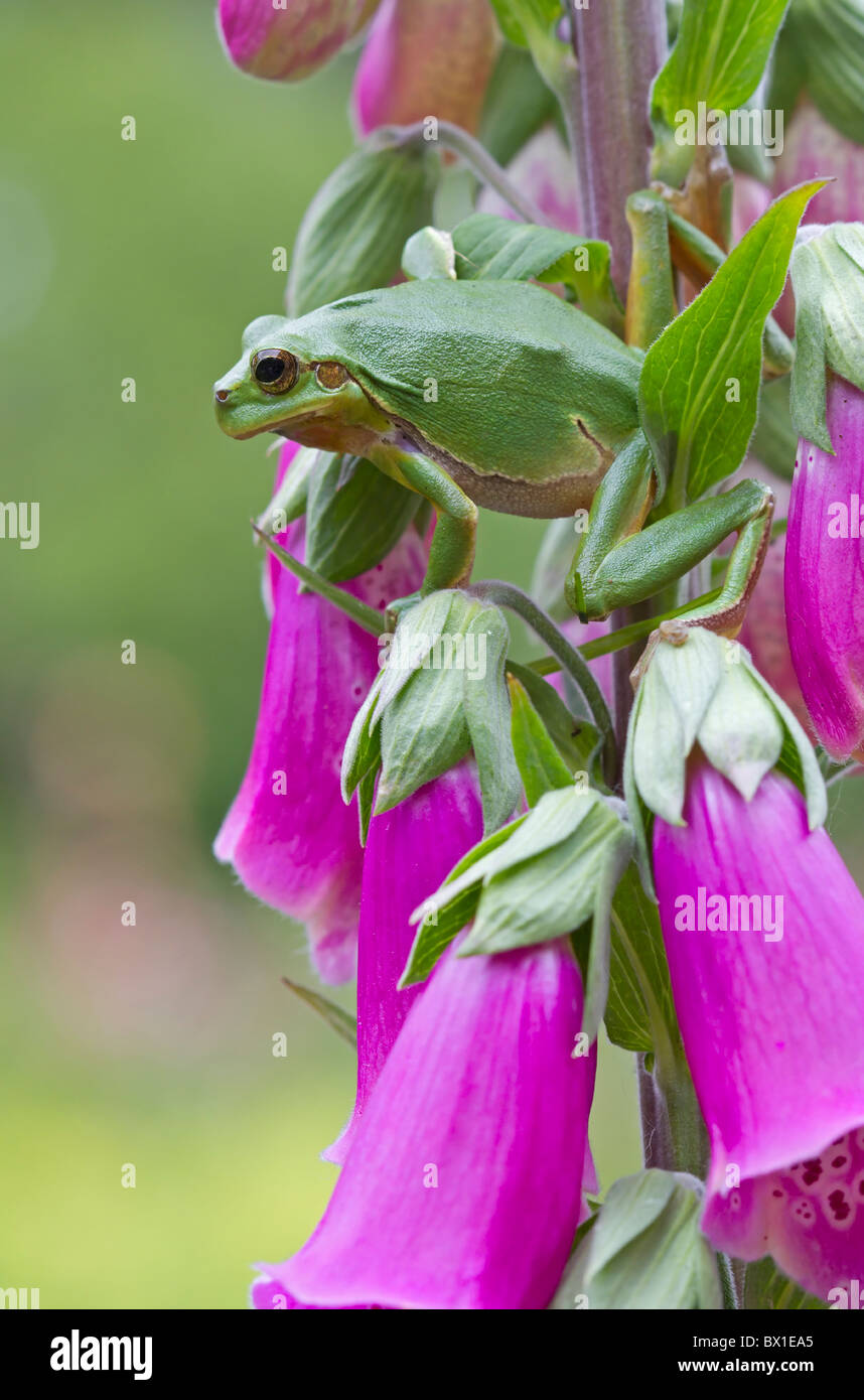 Europäischer Laubfrosch sitzt in einem lila Digitalis - Hyla arborea Stockfoto