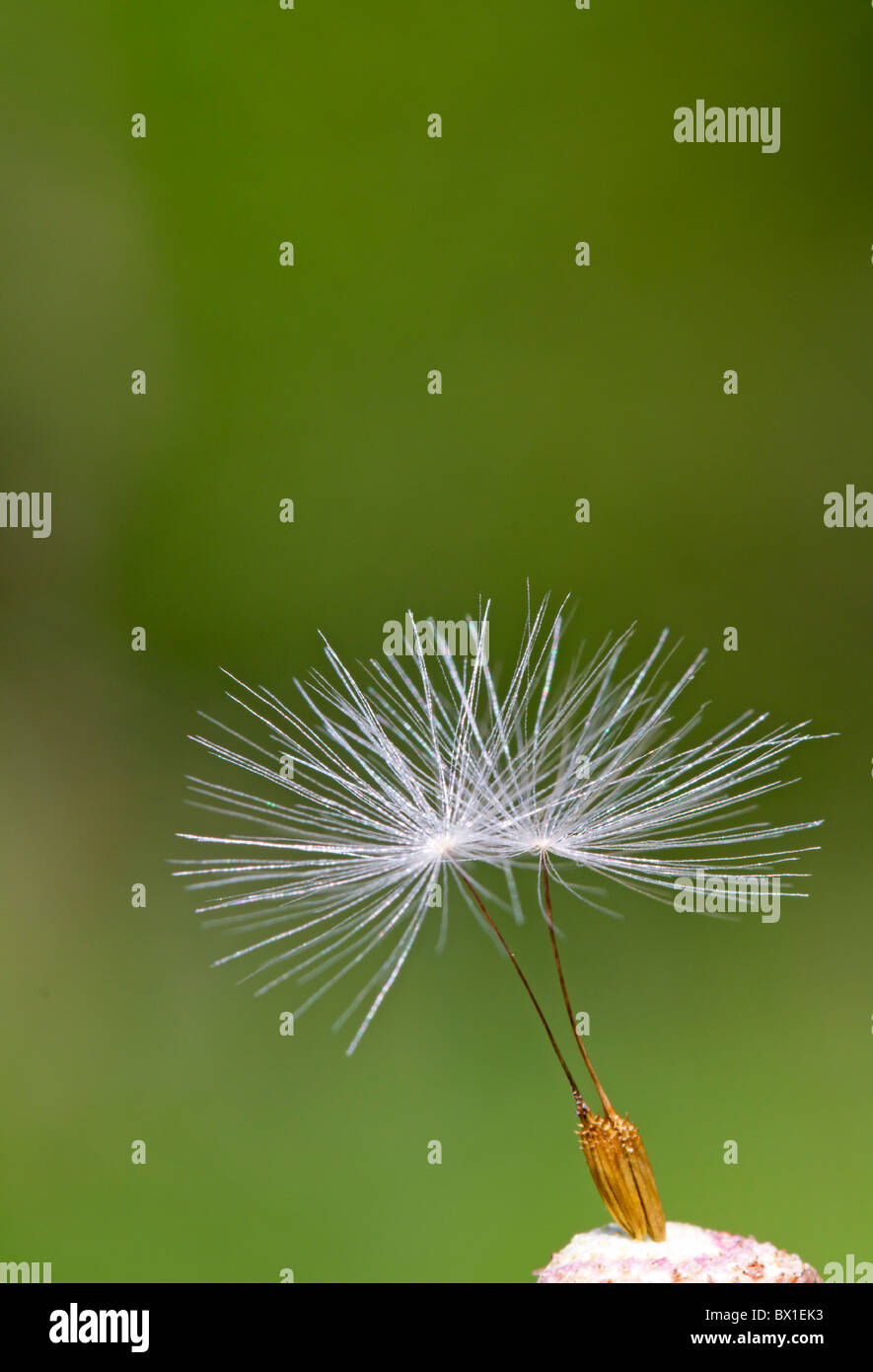 Samen der ein Löwenzahn - Taraxacum officinale Stockfoto