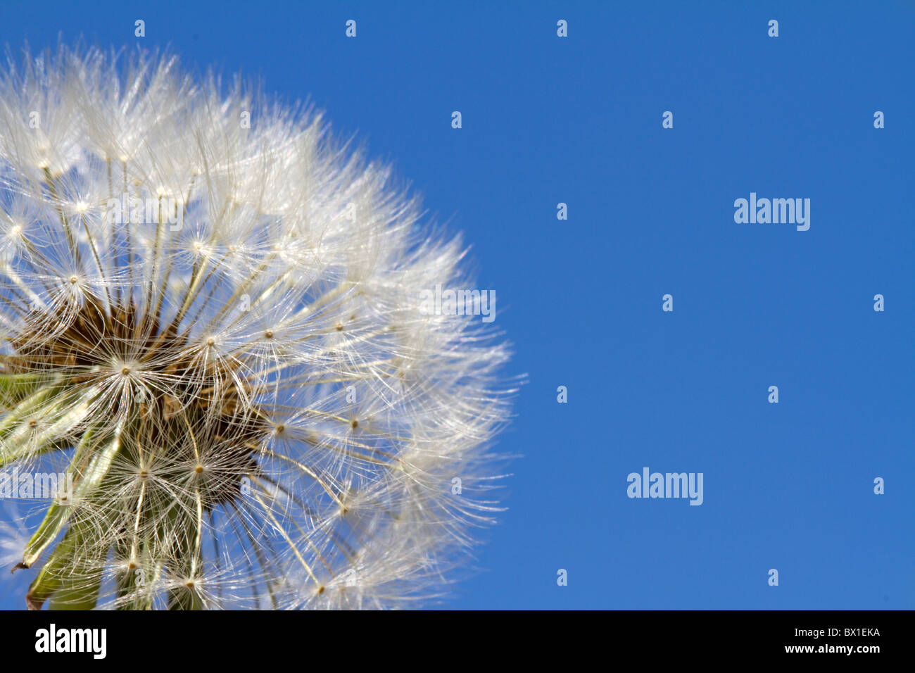 Detail des Löwenzahns mit blauem Himmel - Taraxacum officinale Stockfoto