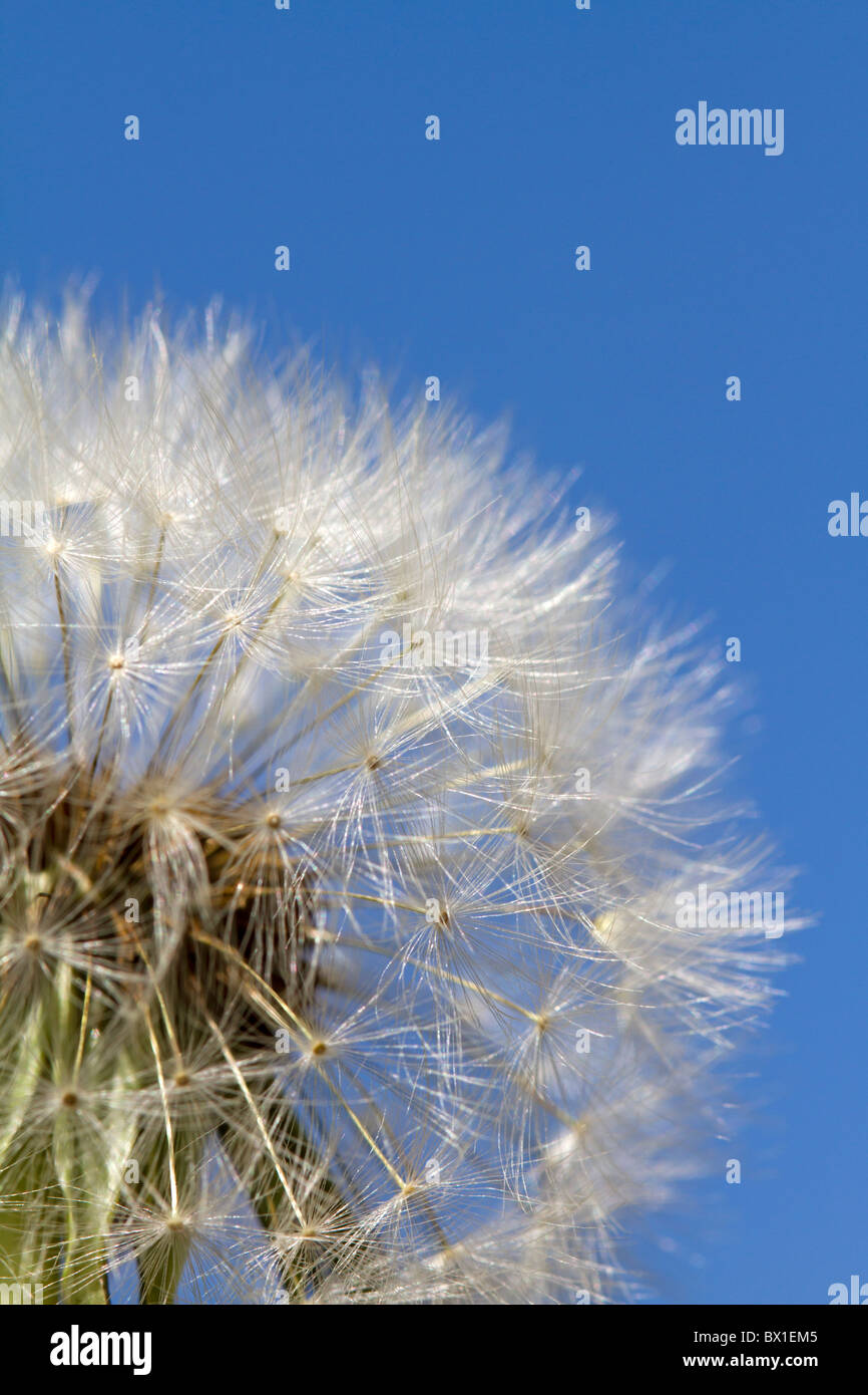 Detail des Löwenzahns mit blauem Himmel - Taraxacum officinale Stockfoto