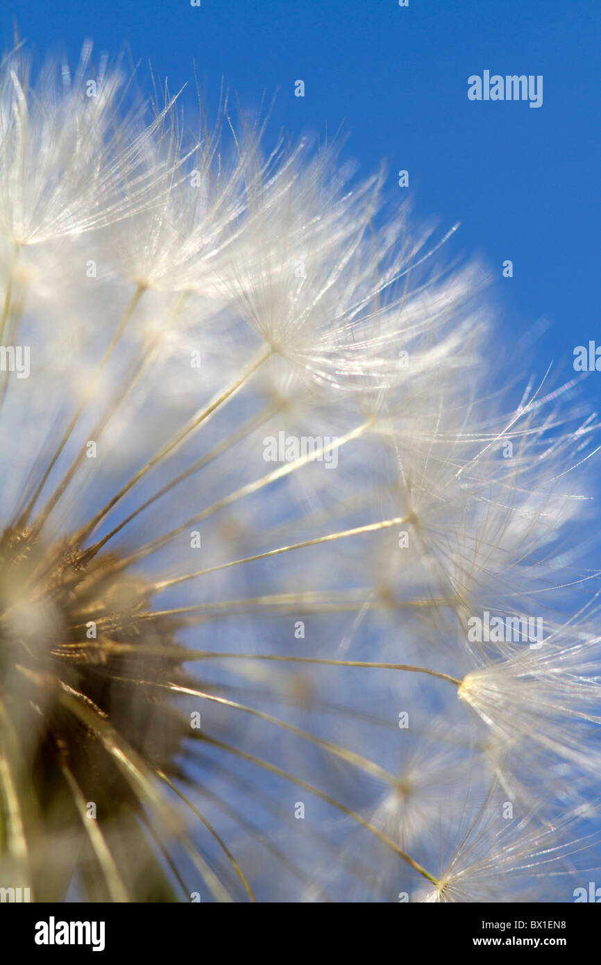 Detail des Löwenzahns mit blauem Himmel - Taraxacum officinale Stockfoto