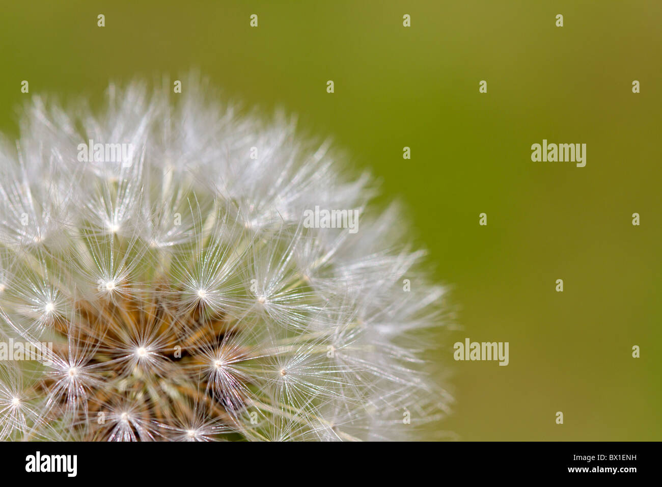 Detail der ein Löwenzahn - Taraxacum officinale Stockfoto