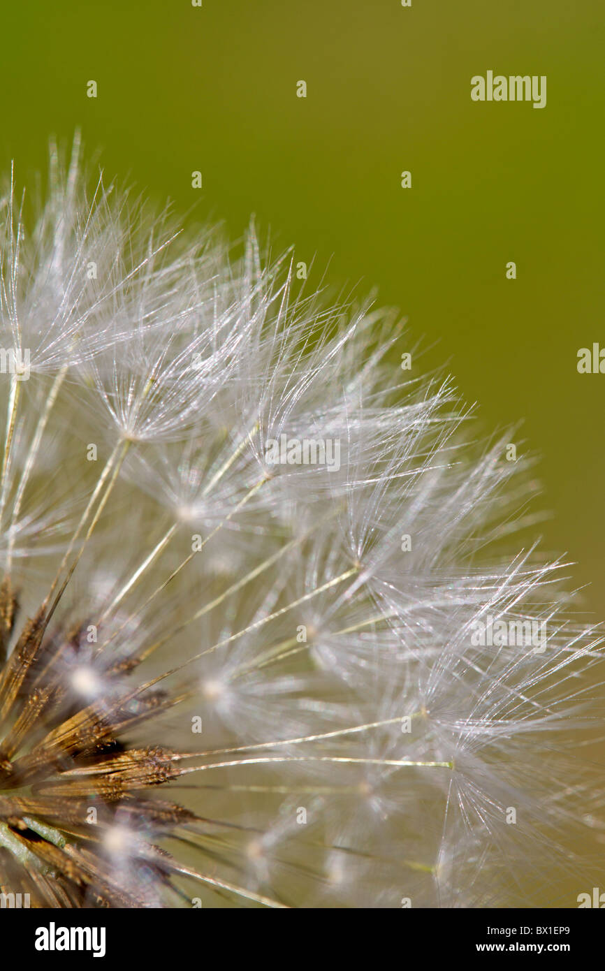 Detail der ein Löwenzahn - Taraxacum officinale Stockfoto