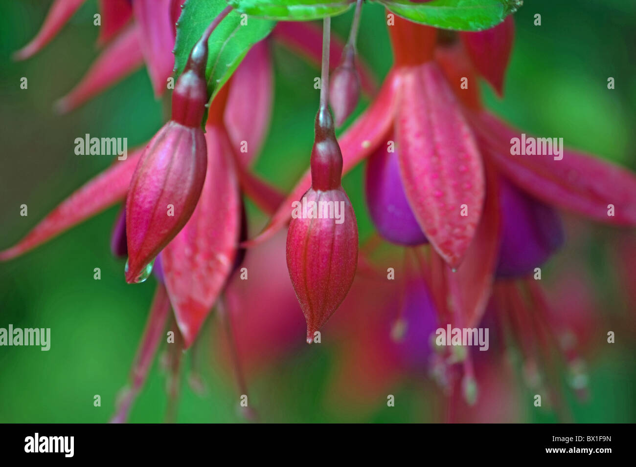 Hardy fuchsia Magellanica - Stockfoto