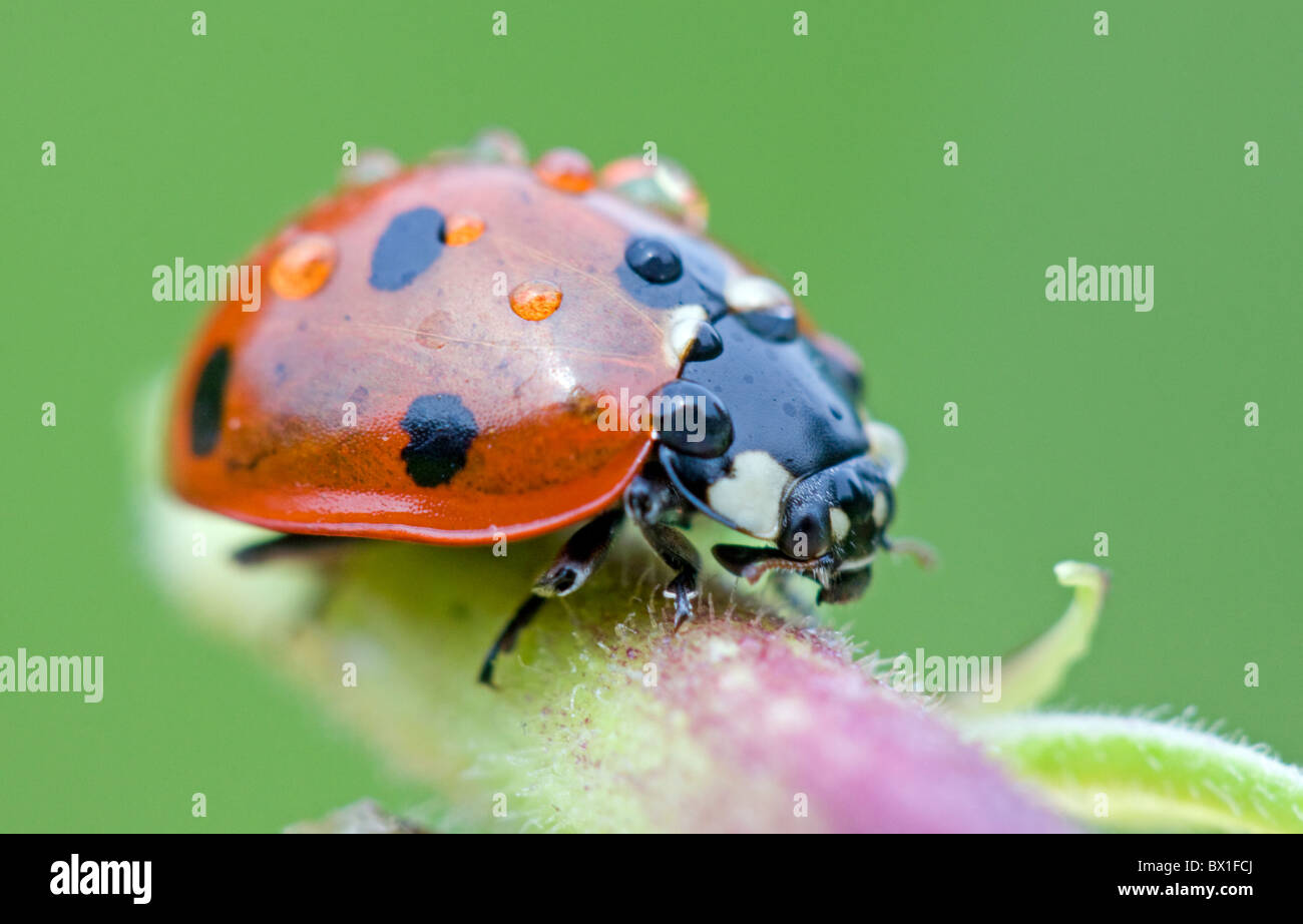 Sieben spot Ladybird vor grünem Hintergrund - Coccinella septempunctata Stockfoto