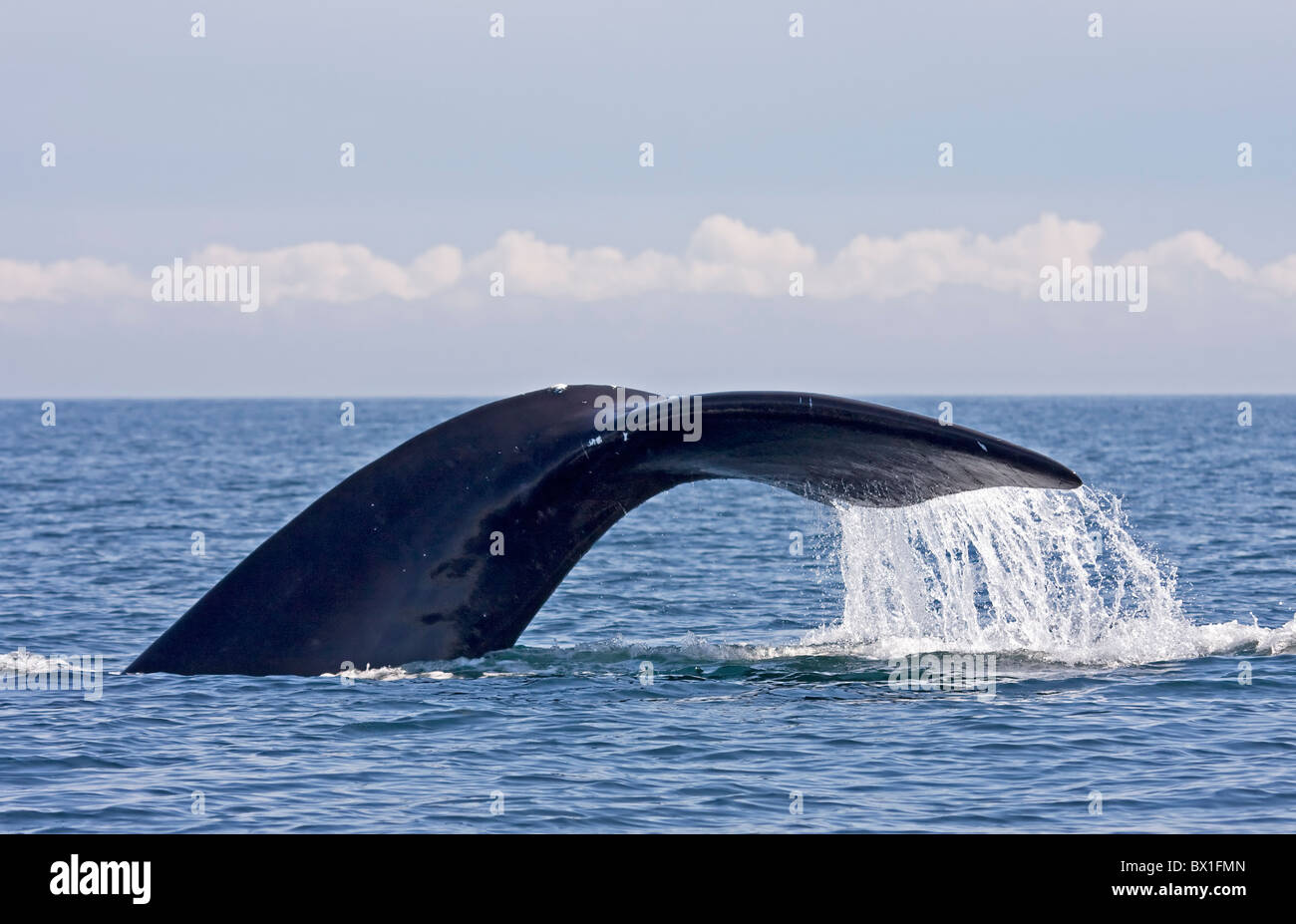 Fluke eines nordatlantischen Nordkaper - Eubalaena Cyclopoida Stockfoto