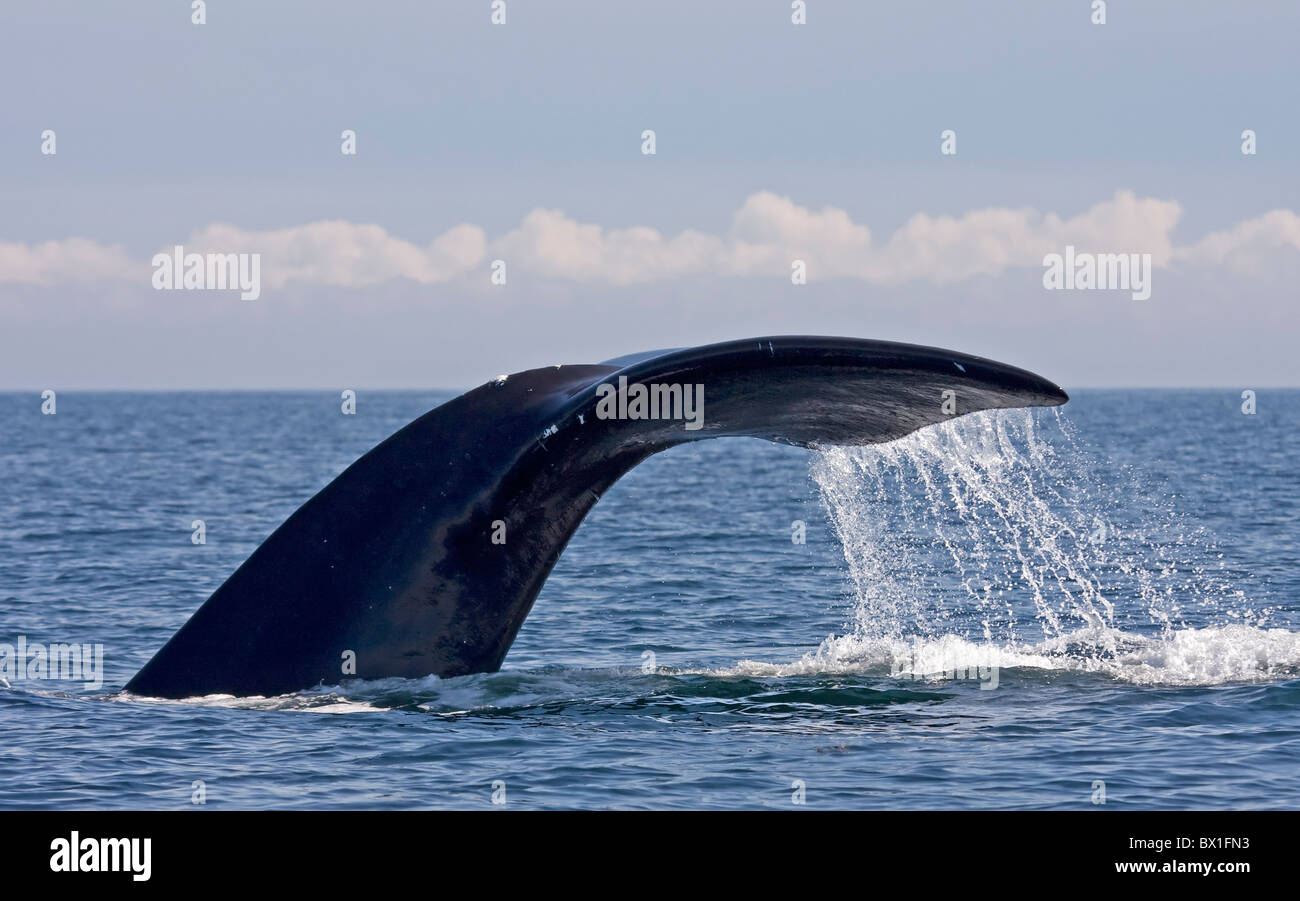 Fluke eines nordatlantischen Nordkaper - Eubalaena Cyclopoida Stockfoto