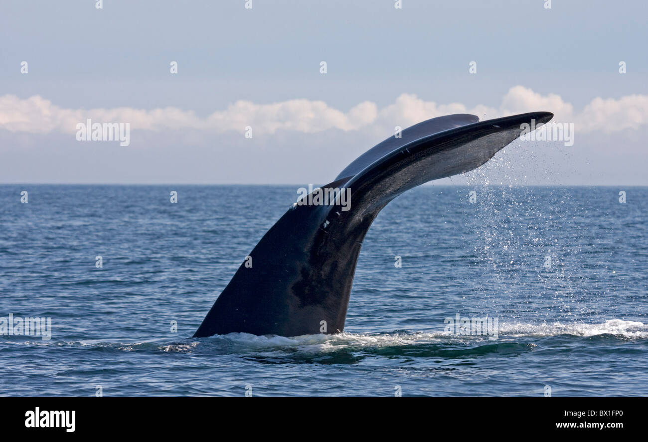 Fluke eines nordatlantischen Nordkaper - Eubalaena Cyclopoida Stockfoto