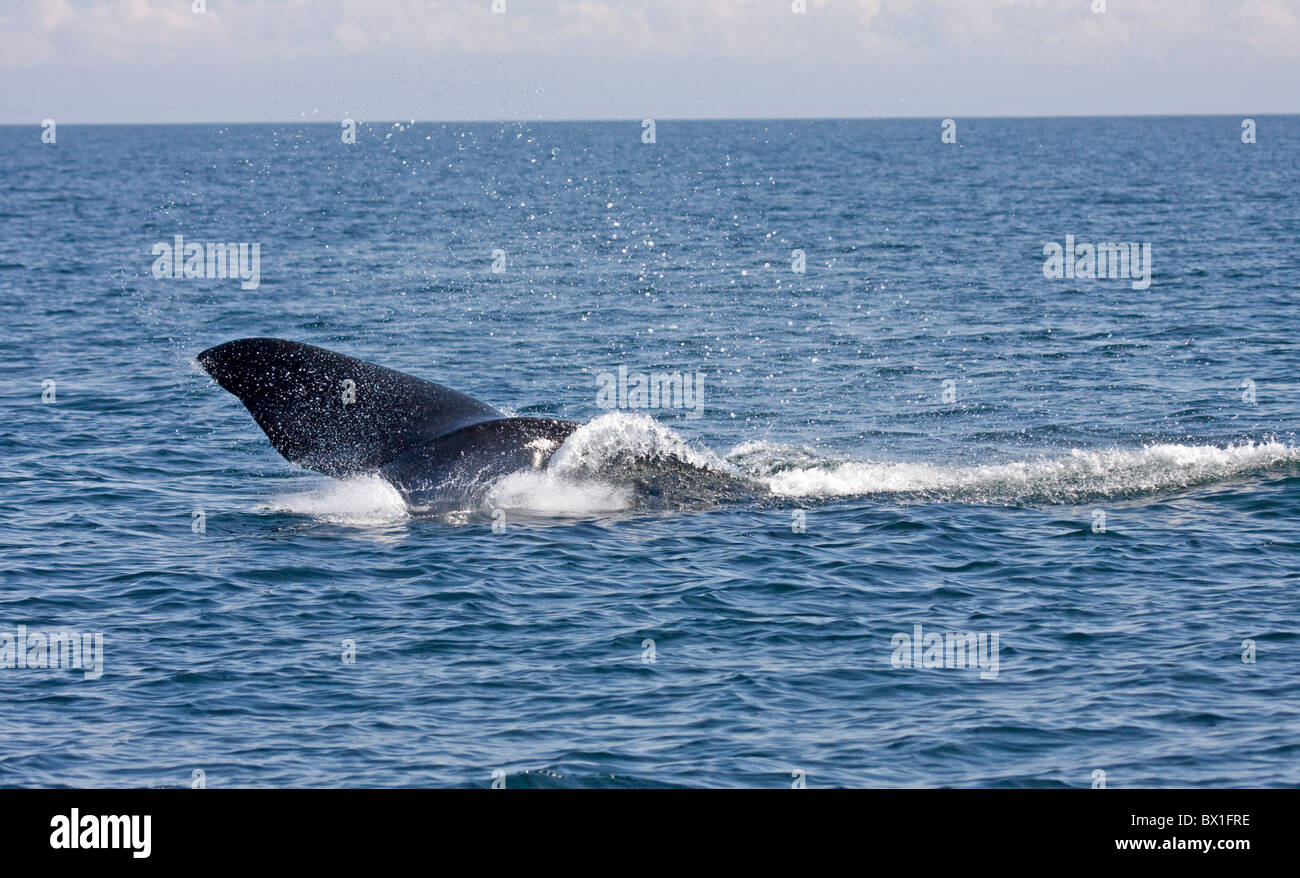 Fluke eines nordatlantischen Nordkaper - Eubalaena Cyclopoida Stockfoto