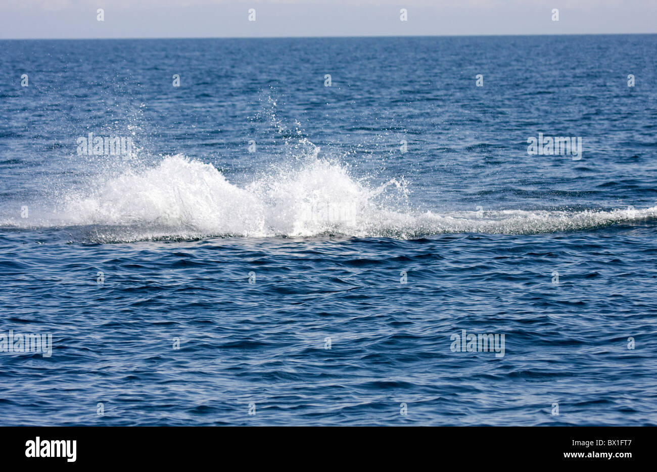 Nordatlantischen Nordkaper - Eubalaena Cyclopoida Stockfoto