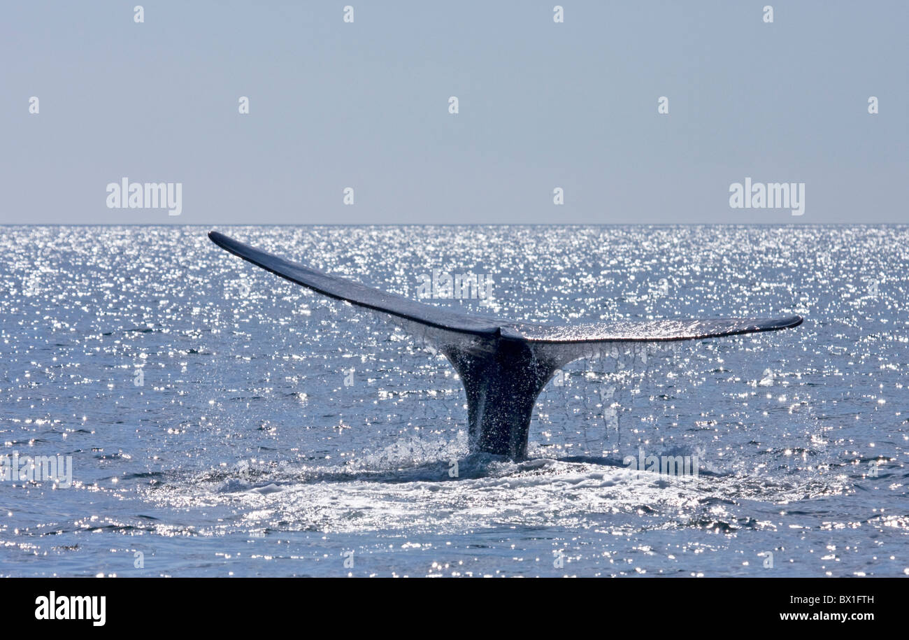 Fluke eines nordatlantischen Nordkaper - Eubalaena Cyclopoida Stockfoto
