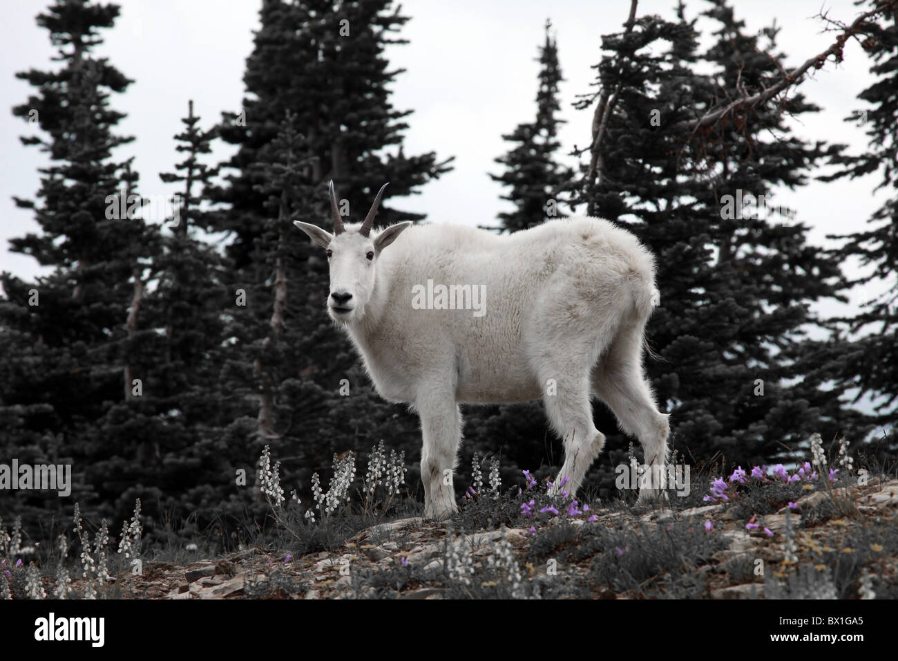 Ausgereifte Bergziege mit Hörnern auf einem Felsvorsprung mit Wald und Wildblumen im Hintergrund im Glacier National Park. Stockfoto