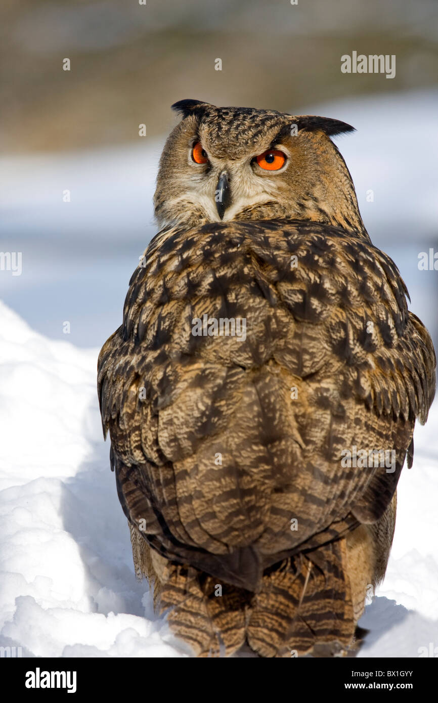 Sitzen im Schnee - Bubo Bubo Uhu Stockfoto