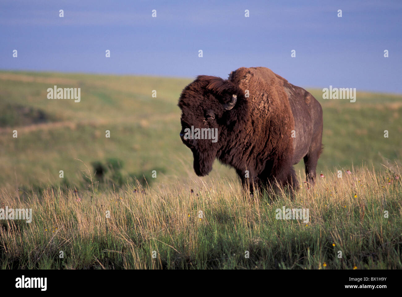 American Bison Badlands Nationalpark South Dakota USA Amerika Vereinigte Staaten Prärie Tier Stockfoto