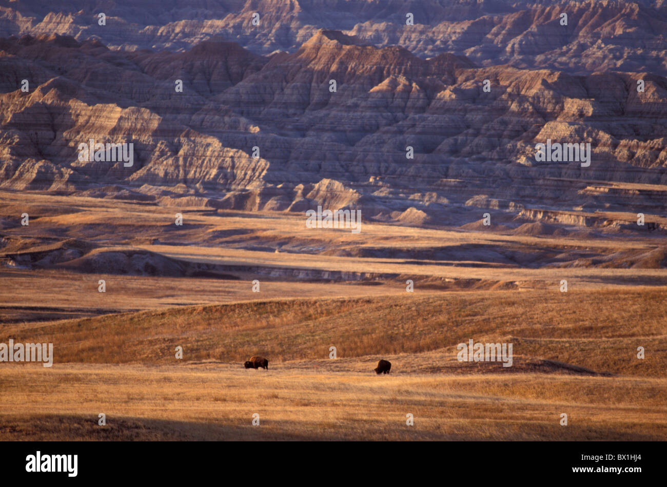 American Bison Badlands Nationalpark South Dakota USA Amerika Vereinigte Staaten Landschaft Tier Prärie Stockfoto