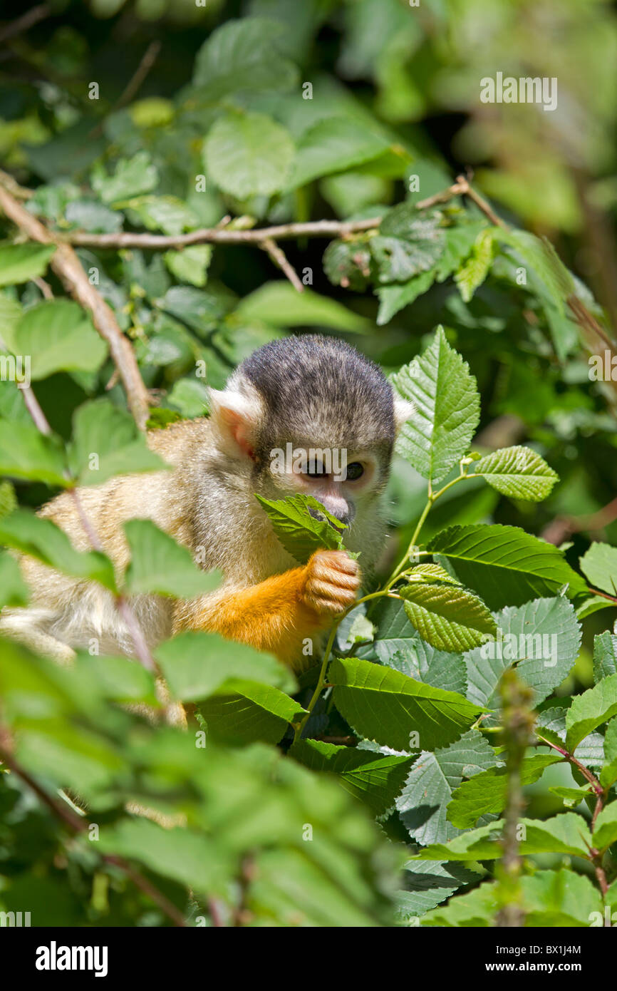 Eichhörnchen-Affe sitzt in einem Baum - Saimiri sciureus Stockfoto