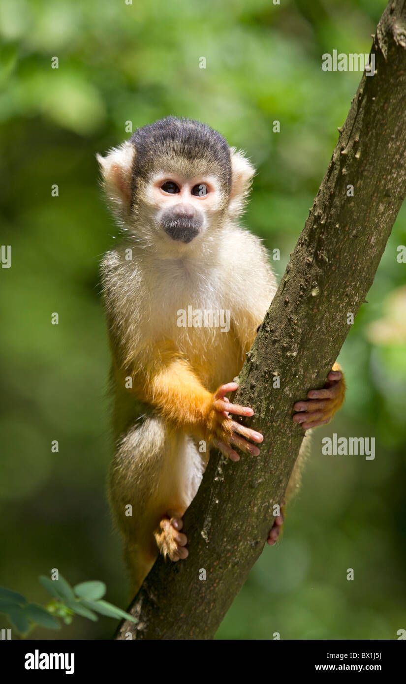 Eichhörnchen-Affe sitzt auf einem Baumstamm - Saimiri sciureus Stockfoto