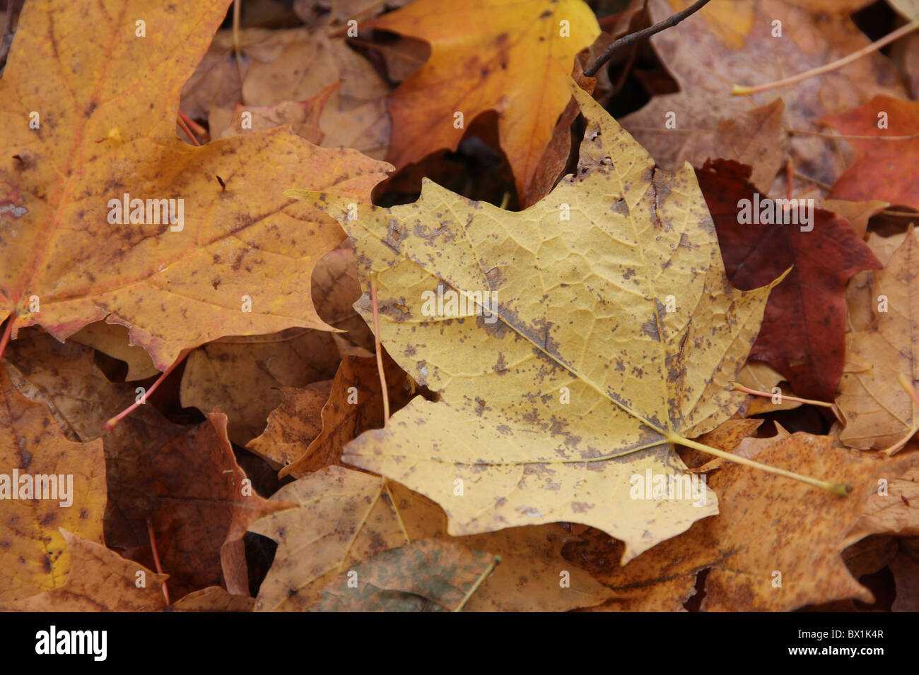 Ein Detail des Oktober Blätter in Ohio Stockfoto