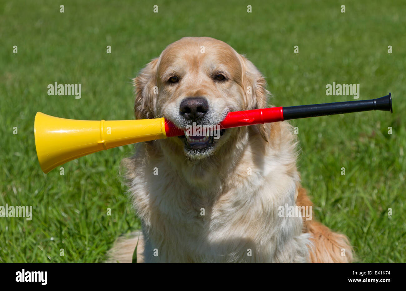 Golden Retriever mit einer Vuvuzela Stockfoto