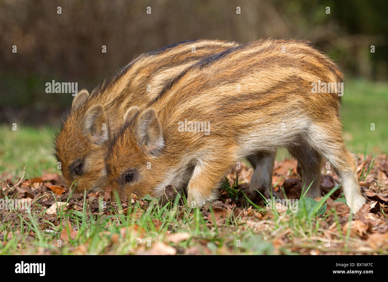 Grabende Ferkel in einem Waldboden - Sus scrofa Stockfoto
