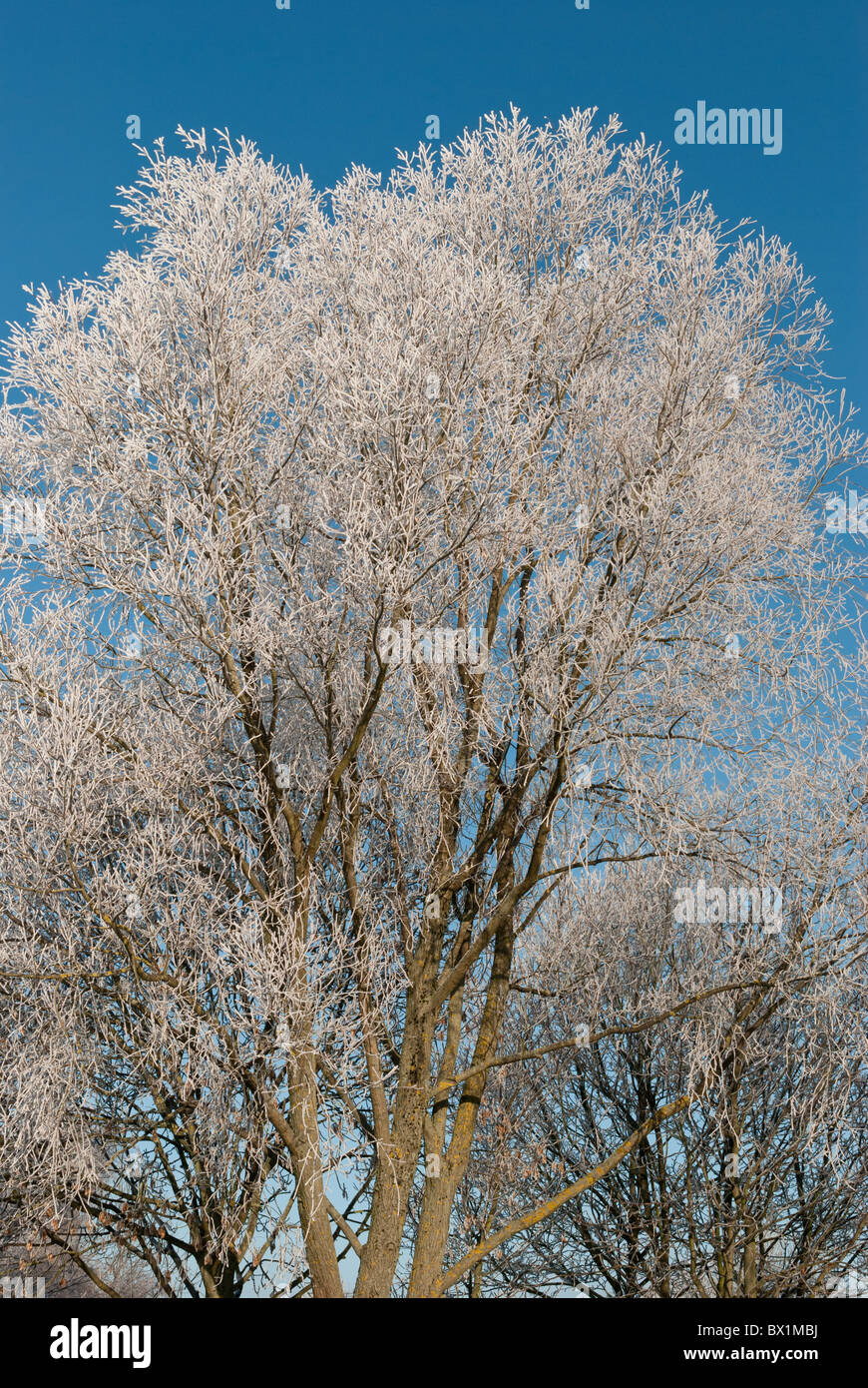 Frost-beladenen Baum Stockfoto