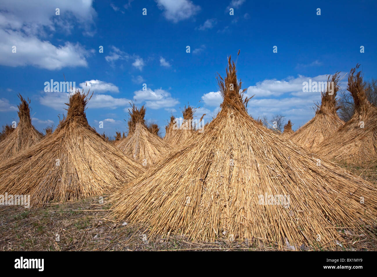 Gemeinsamen Schilf (Phragmites Australis / Phragmites Communis) geerntet Bündel trocknen am Neusiedler See, Österreich Stockfoto