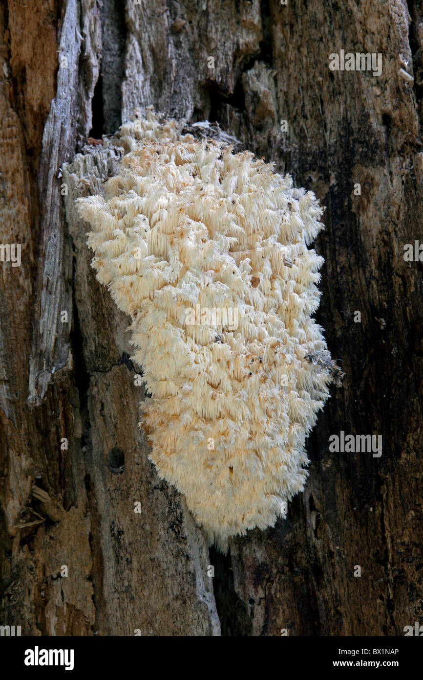 Ästiger Stachelbart (Hericium Coralloides) wächst auf Baum im Wald Stockfoto