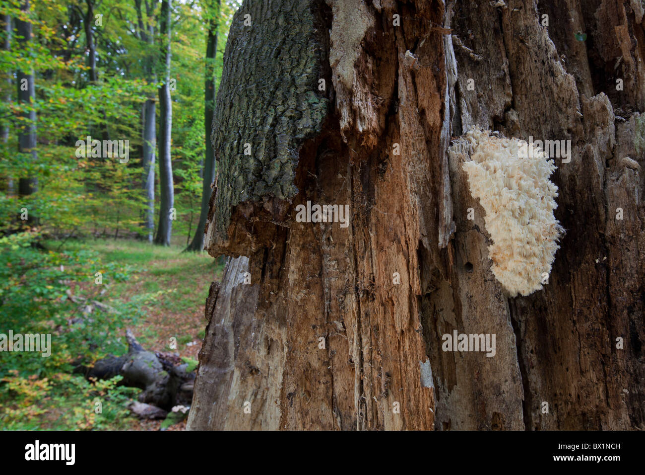 Ästiger Stachelbart (Hericium Coralloides) wächst auf Baum im Wald Stockfoto