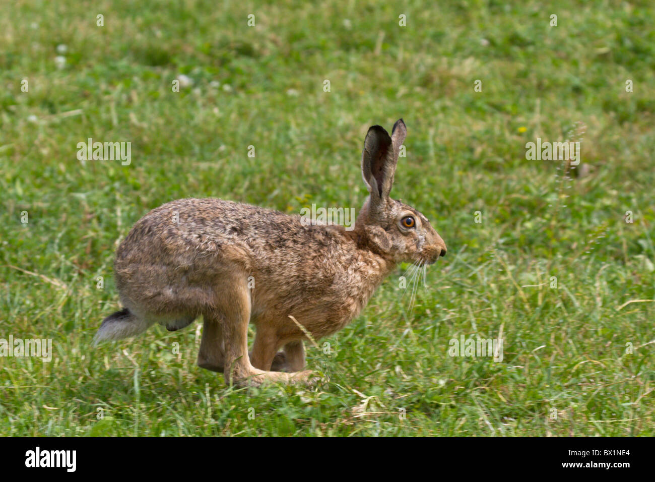 Feldhase auf einer Wiese - Lepus Europaeus ausgeführt Stockfoto