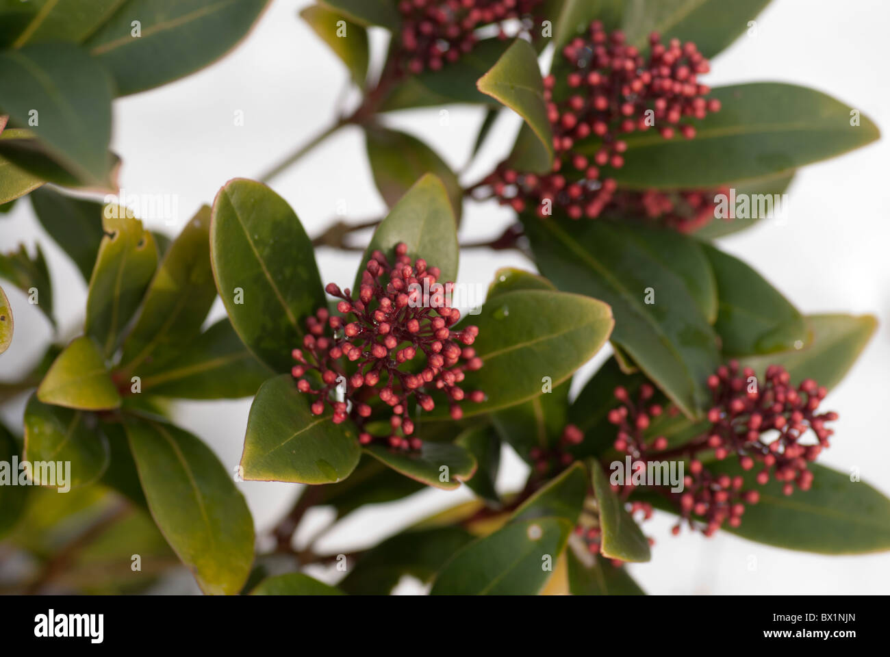 Japanische Skimmia (Skimmia Japonica 'Rubella') kommen in Knospe vor einem weißen Hintergrund Stockfoto