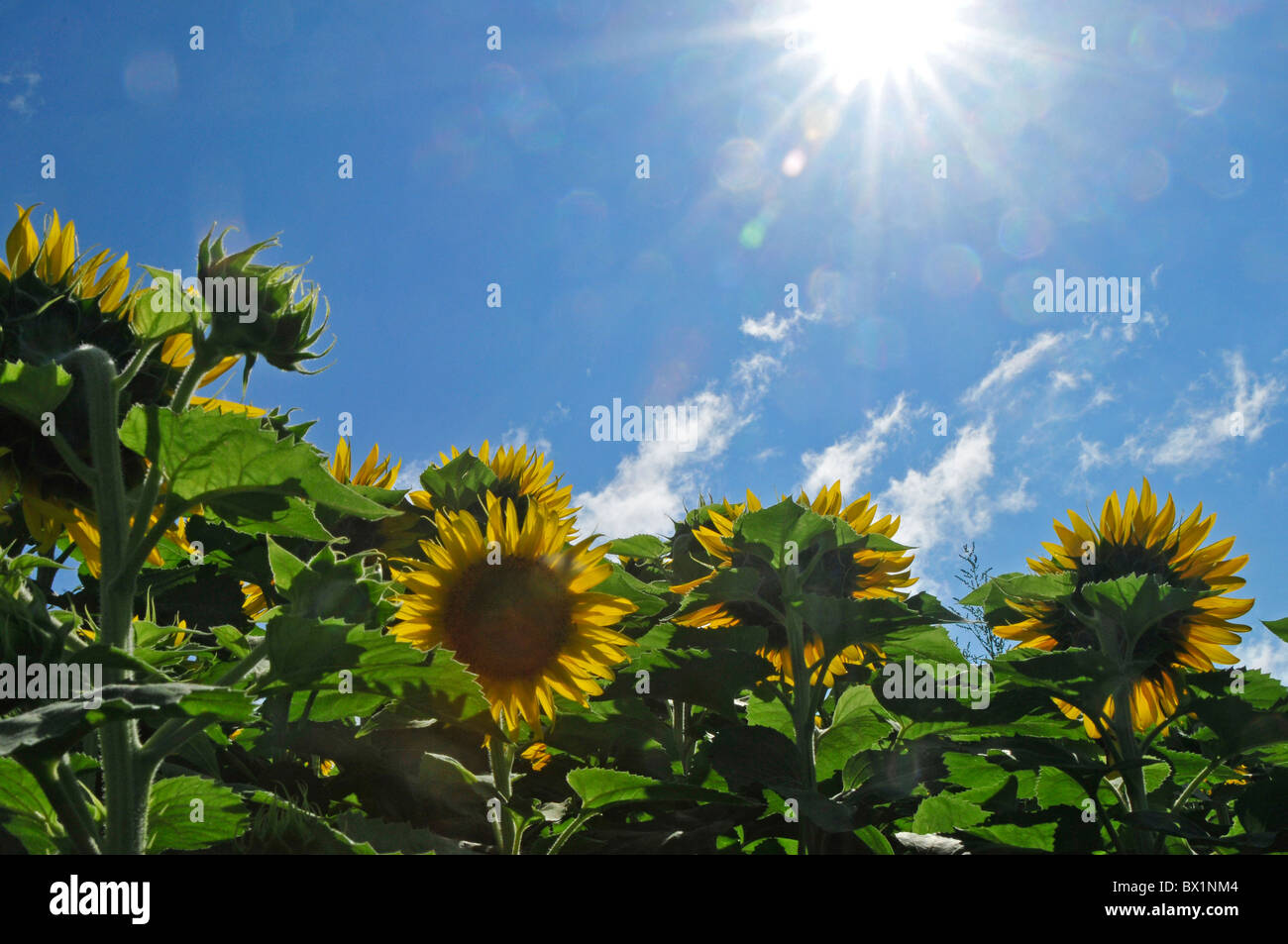 Sonnenblumen wachsen in der Sonne auf einer Farm in Quebec, Kanada. Stockfoto