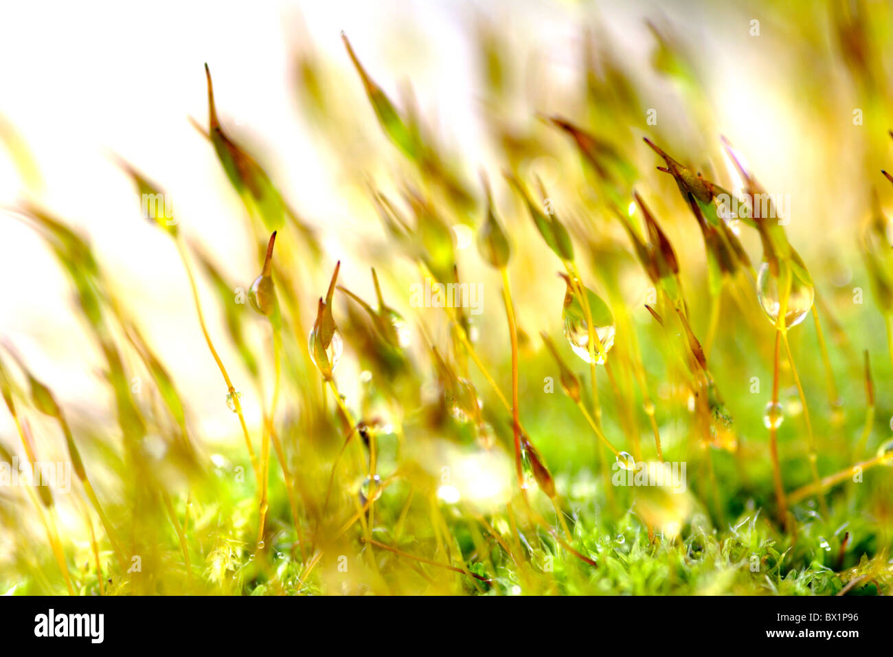 Wand Schraube Moos (Tortula Muralis) Sporen hautnah Stockfoto