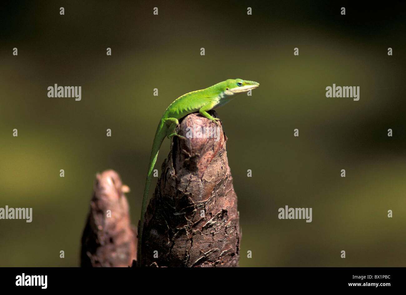 Tier Tiere grün Louisiana Reptilien Saurier USA Amerika Vereinigte Staaten Stockfoto