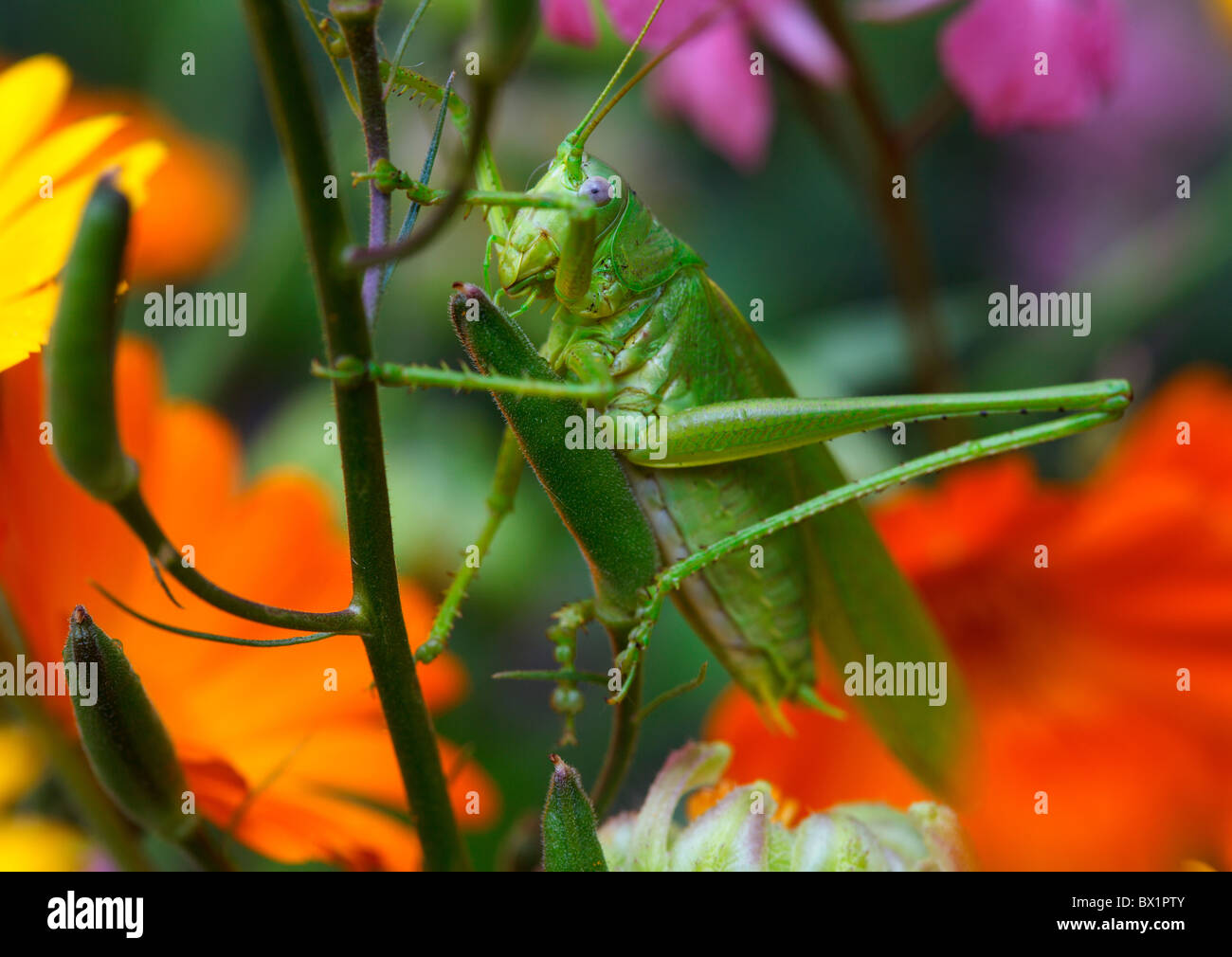 Heuschrecke unter die Blüten. Stockfoto