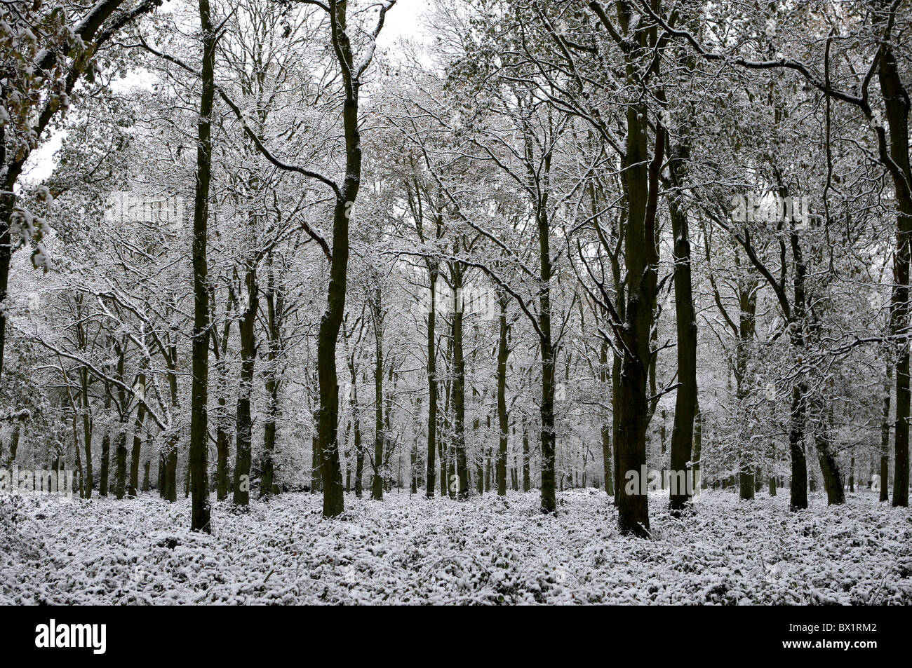 Schnee im Epping Forest, Essex, UK Stockfoto