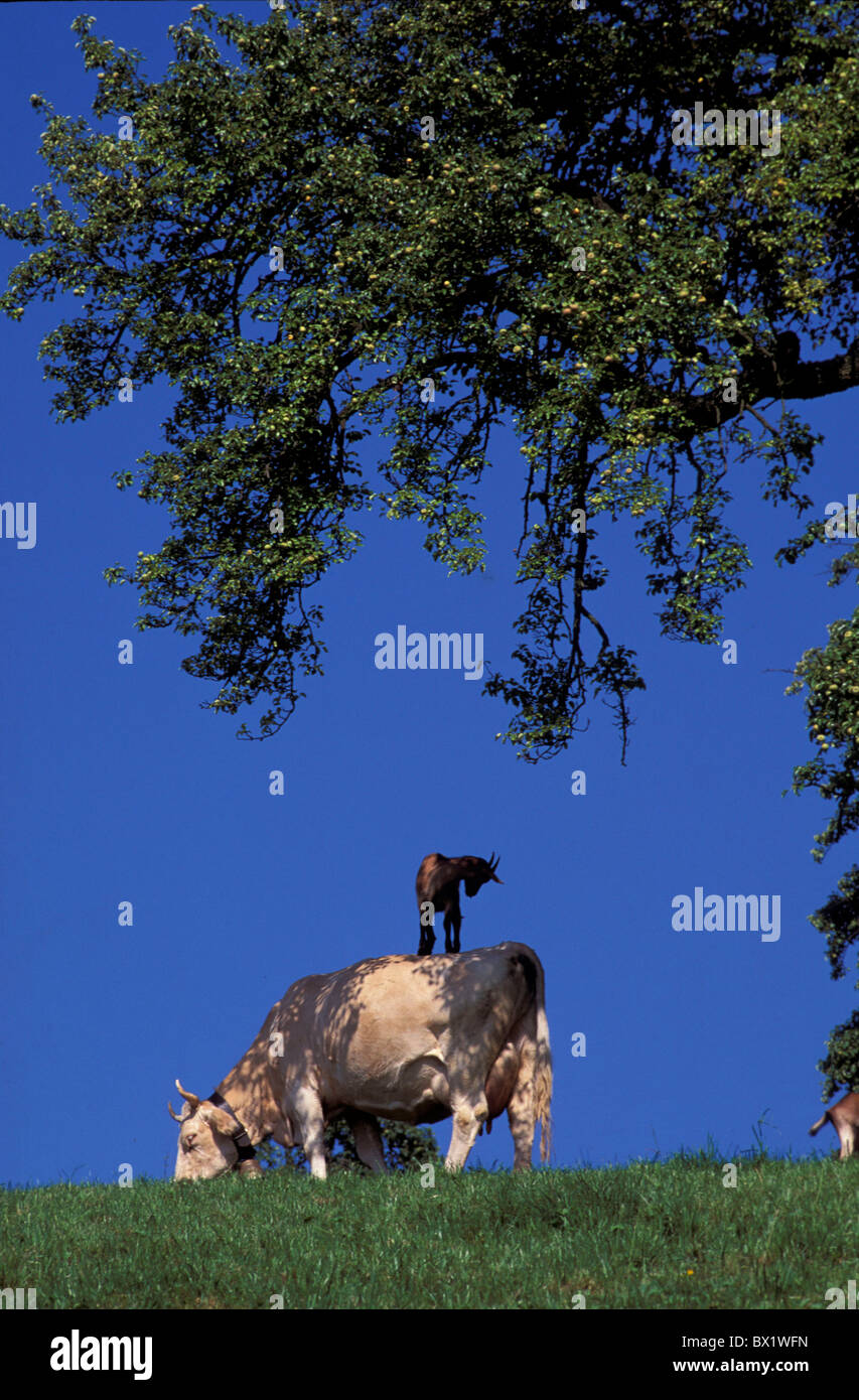 Lustige Tier Tiere Vieh Kanton Luzern Humor Vieh Wirtschaft Nanny Goat Landwirtschaft Kuh Switzer Stockfoto