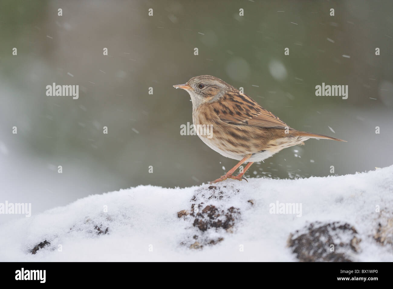 Heckenbraunelle beobachtet - Hedge beobachtet - Hedge-Spatz (Prunella Modularis) auf der Suche nach Nahrung im Schnee im winter Stockfoto