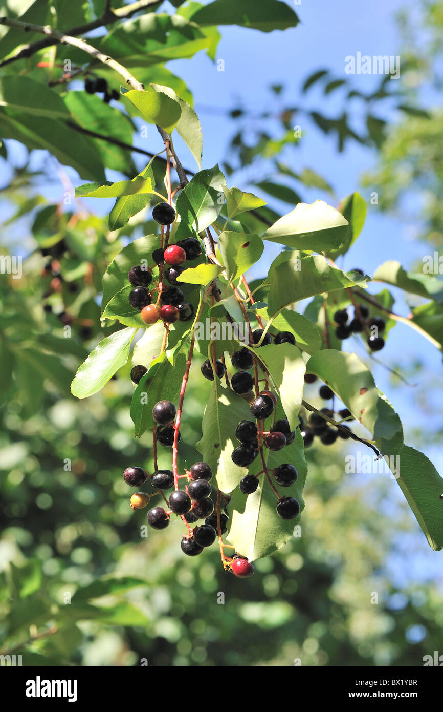 Black Cherry - schwarze Wildkirsche (Prunus Serotina) Obst - Steinfrüchte im Herbst - Louvain-La-Neuve - Belgien Stockfoto