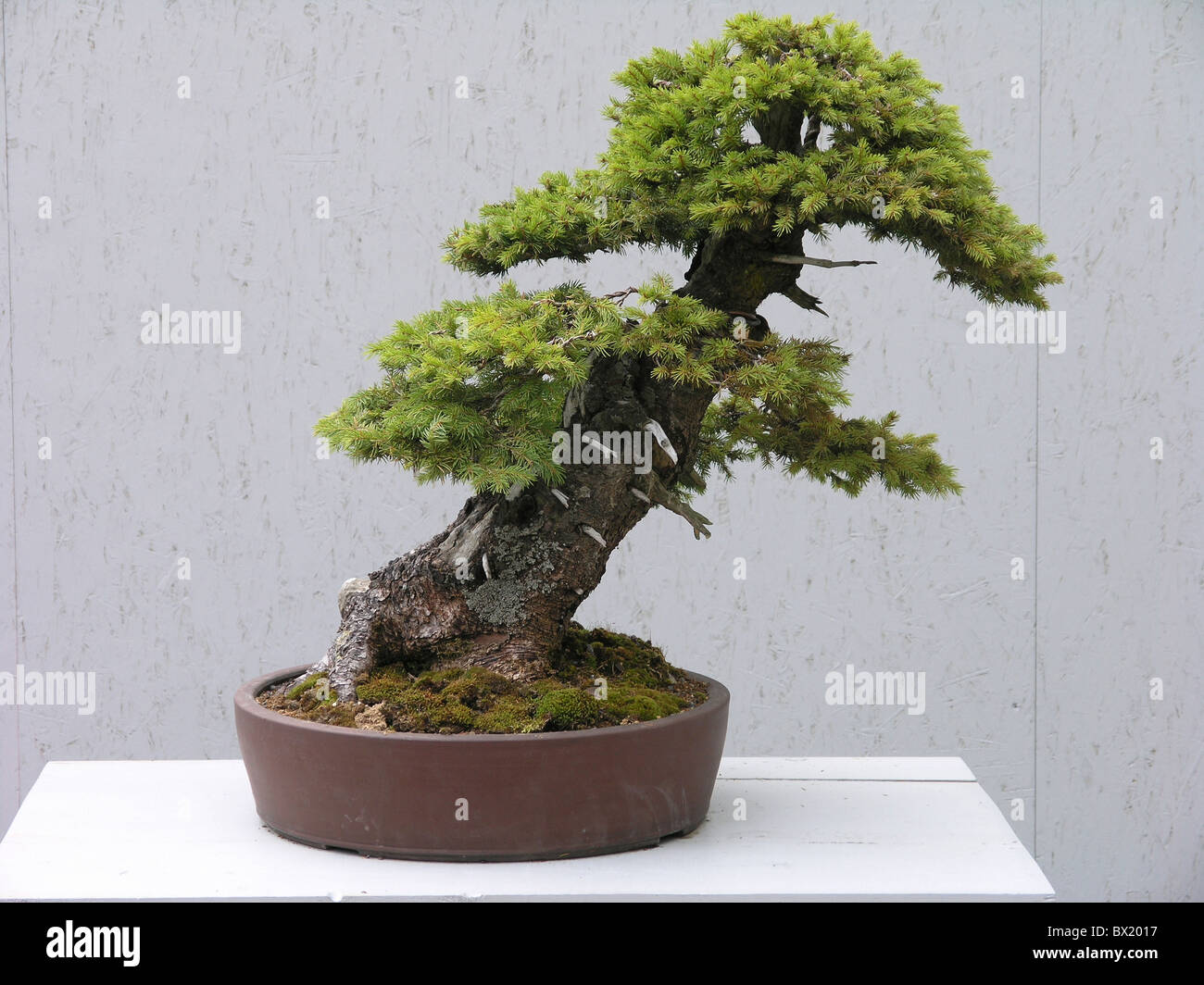 Bonsai kleine Konifere Nadel Pflanze Topf Baum Stockfotografie Alamy