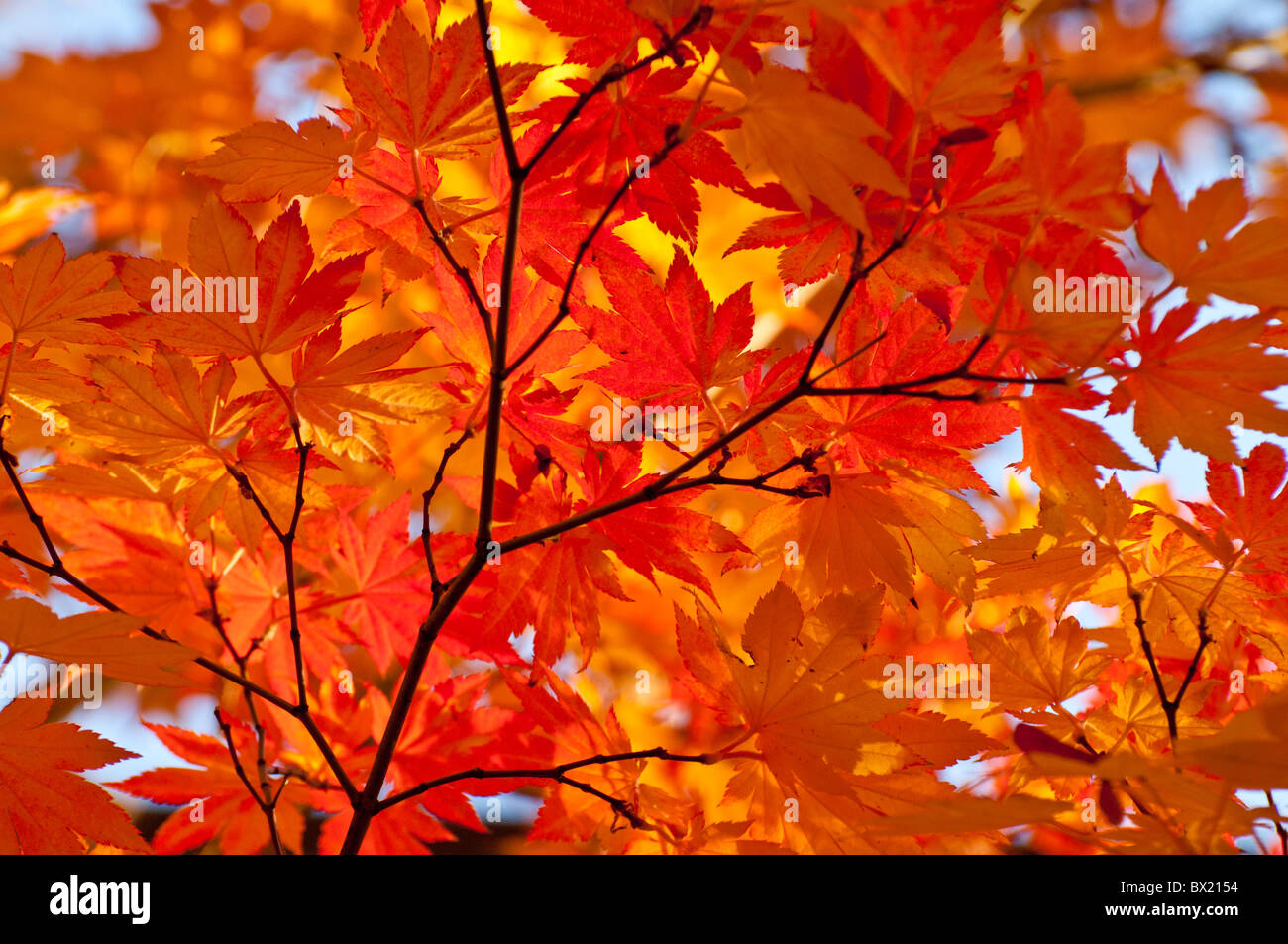 USA, Idaho, Stadt von Boise, malerischen Blick auf die Farben des Herbstes, Bäume und Blätter auf die Boise River Greenbelt. Stockfoto