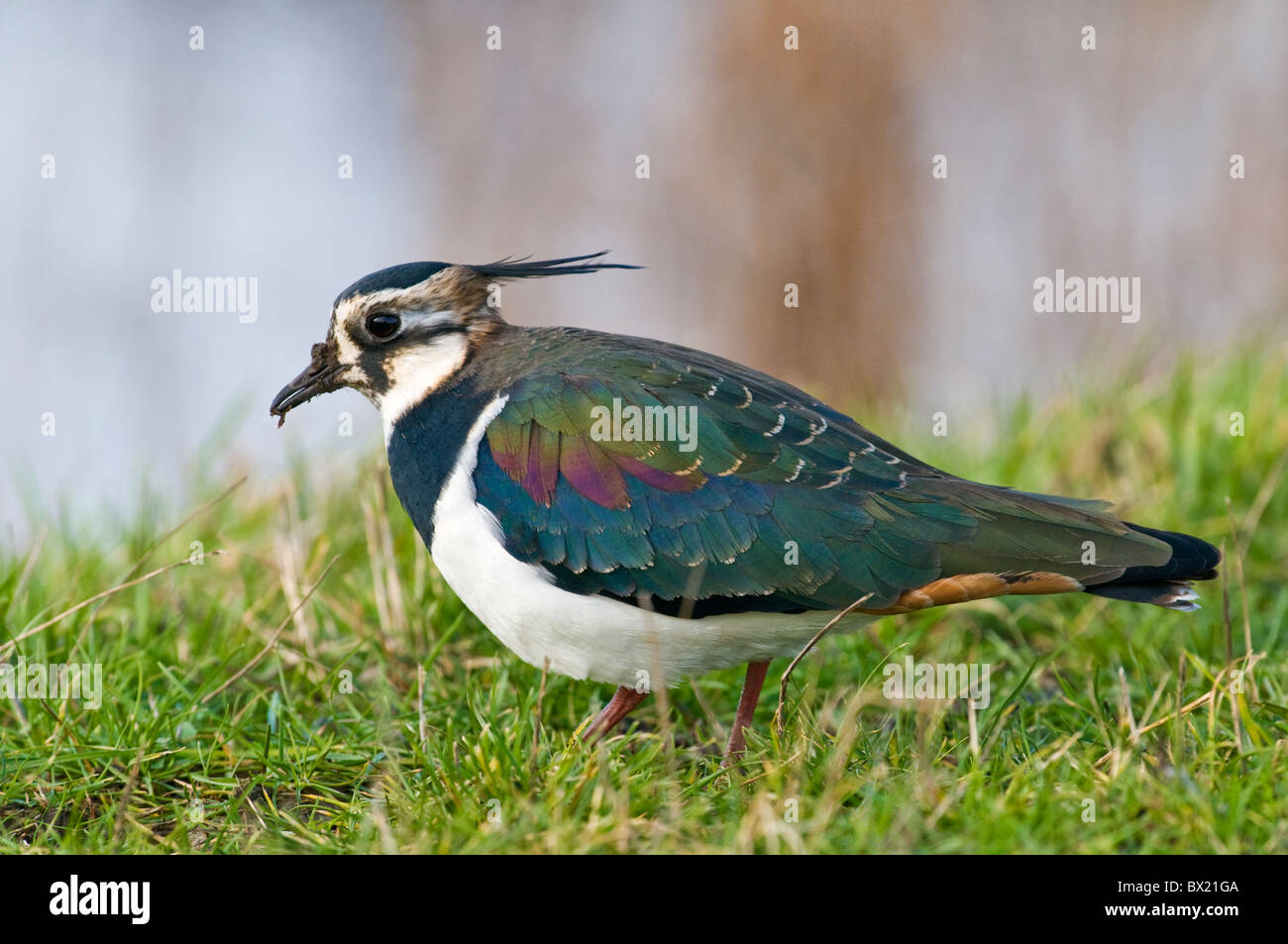 Kiebitz Stockfoto