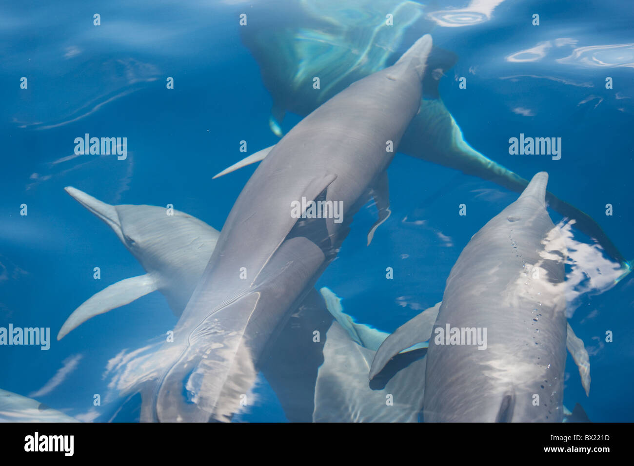 Gruppe der zentralamerikanischen Spinner Delfin (Stenella Longirostris Centroamericana). Stockfoto