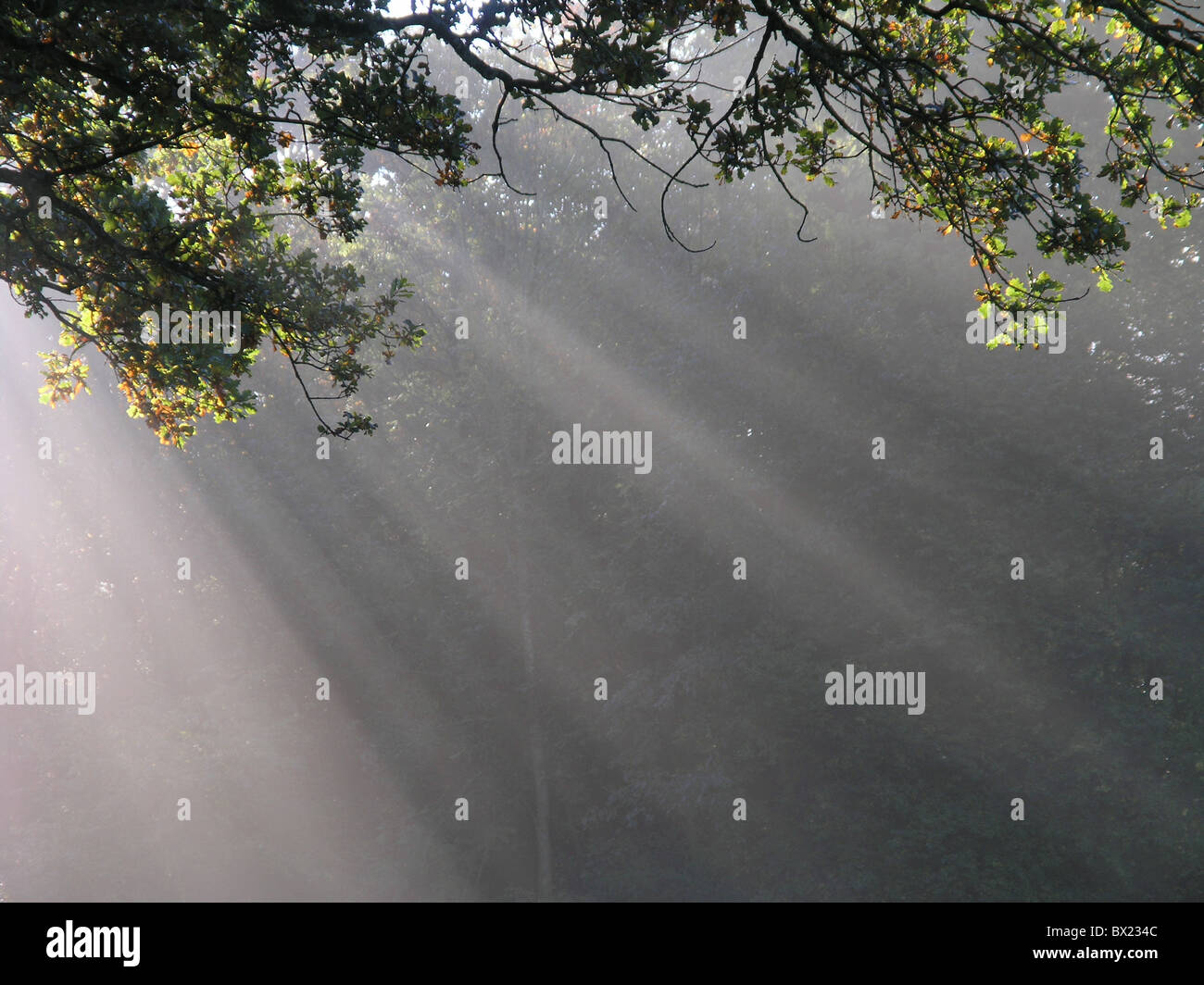 Balken Zweige clearing Nebel Strahlen Sonne Sonnenstrahlen Strahlen der Sonne Holz Stockfoto