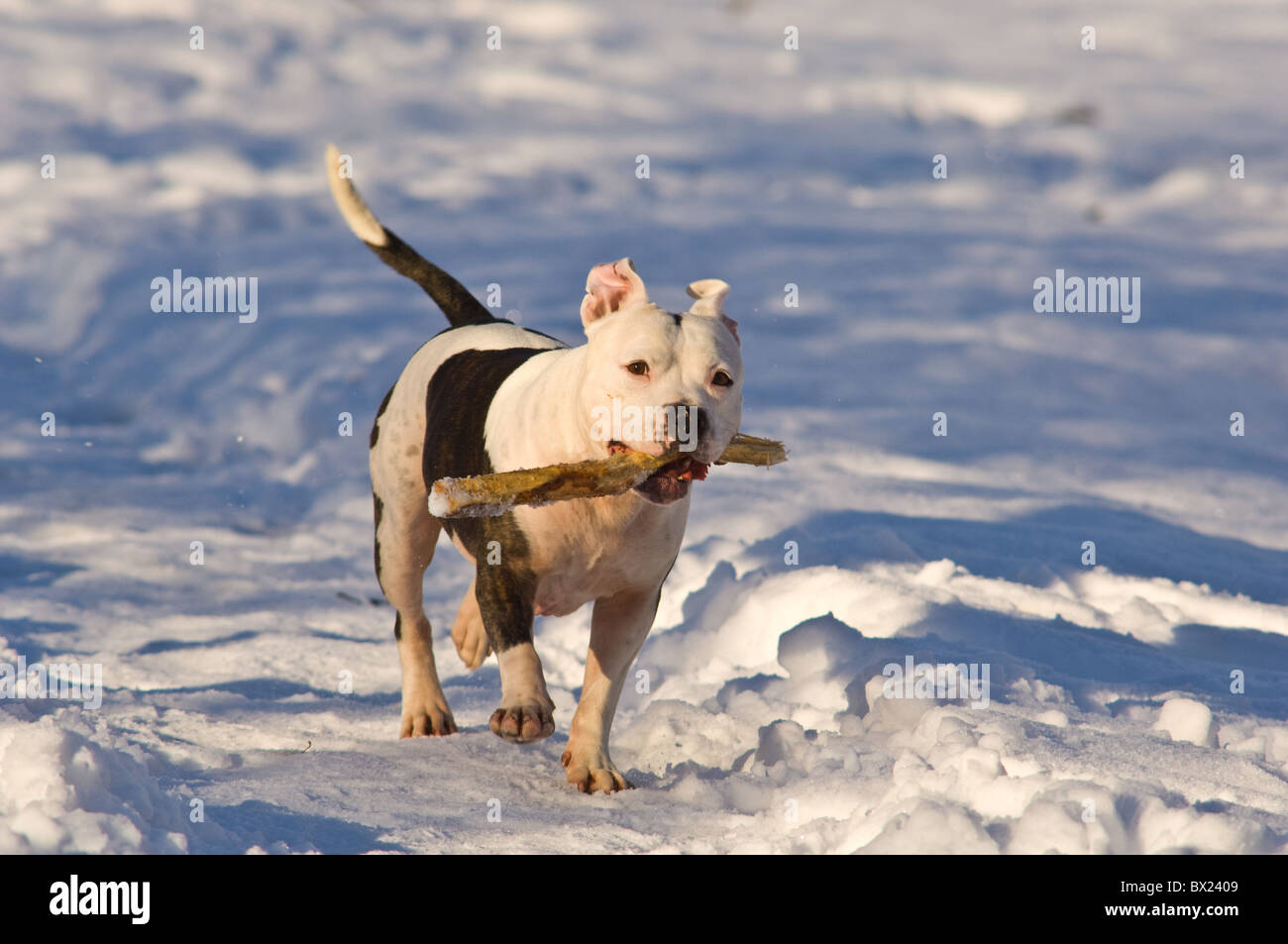 Amerikanische Grube Stier Terrier mit einem Stock in seinen mächtigen Kiefer durch den Schnee laufen. Stockfoto