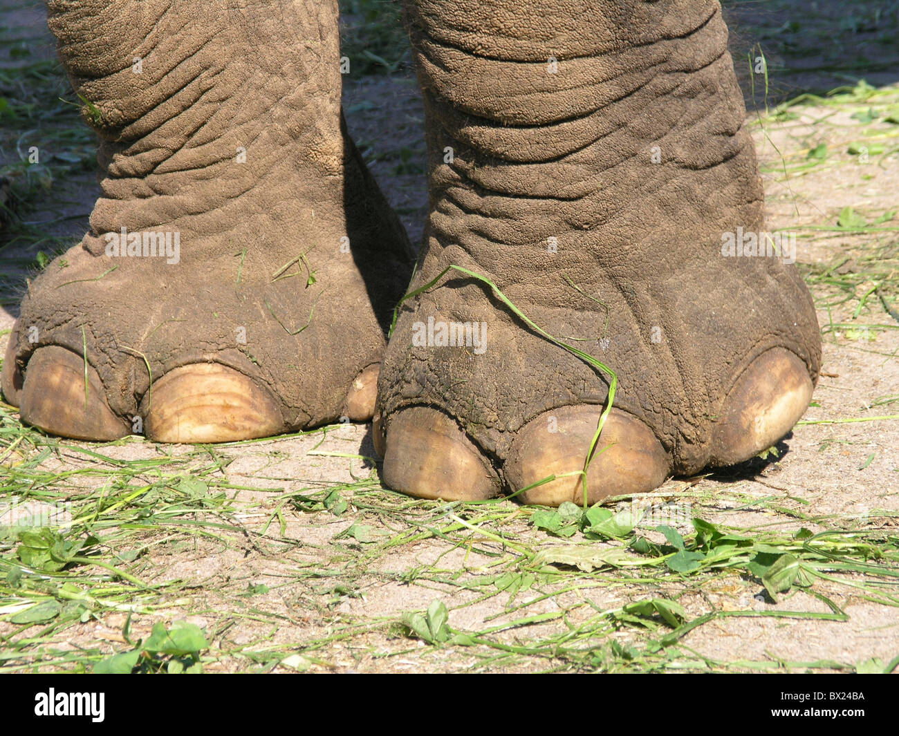 Tier detail Elefant Füße Beine Stockfoto